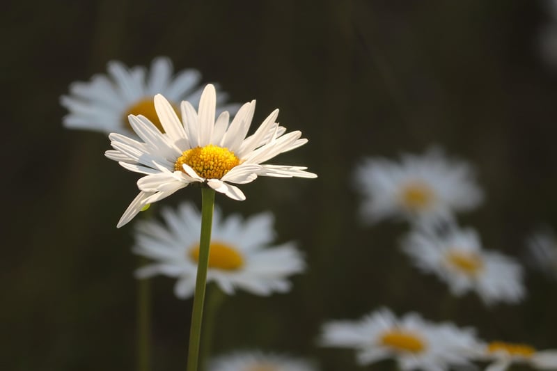Fairytale Meadow