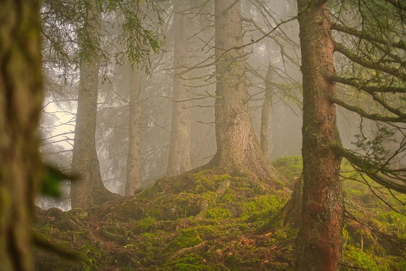 Hidden Clearing